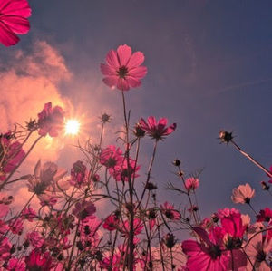 Meet your Posher, Amna